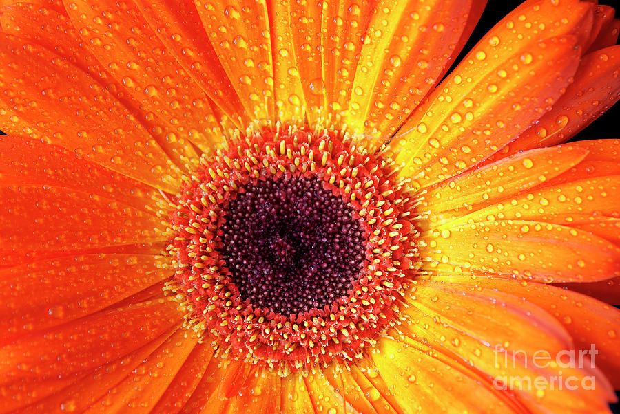 Orange Gerbera visit www.AngeliniPhoto.com for more Photograph by Mary Angelini