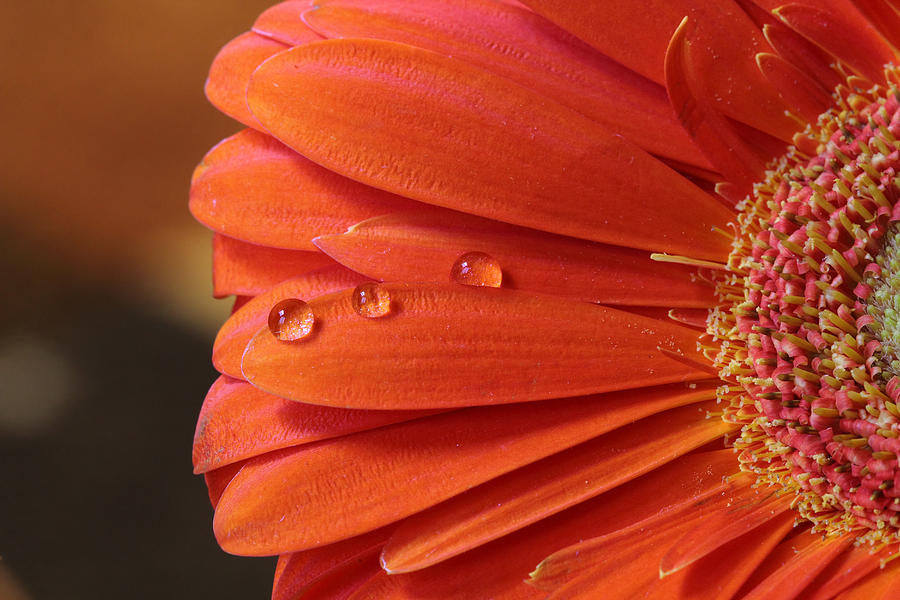 Flower Photograph - Orange Gerbera with Water Drops by Angela Murdock