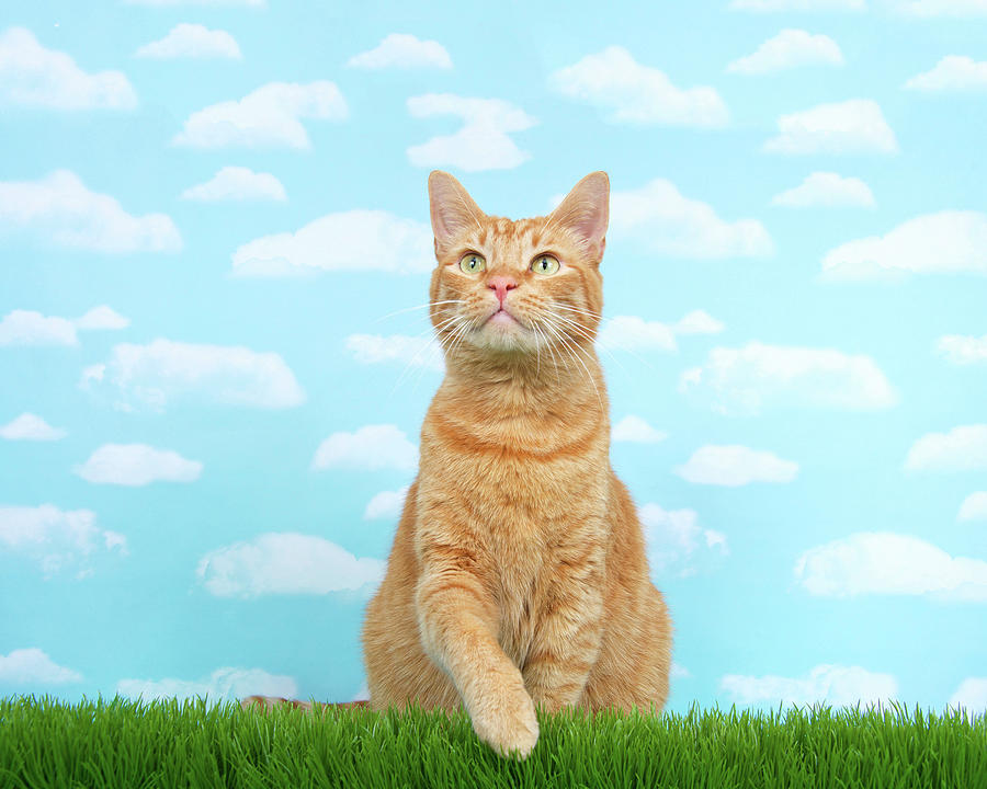 Orange Ginger Tabby Cat Summer Day Photograph By Sheila Fitzgerald