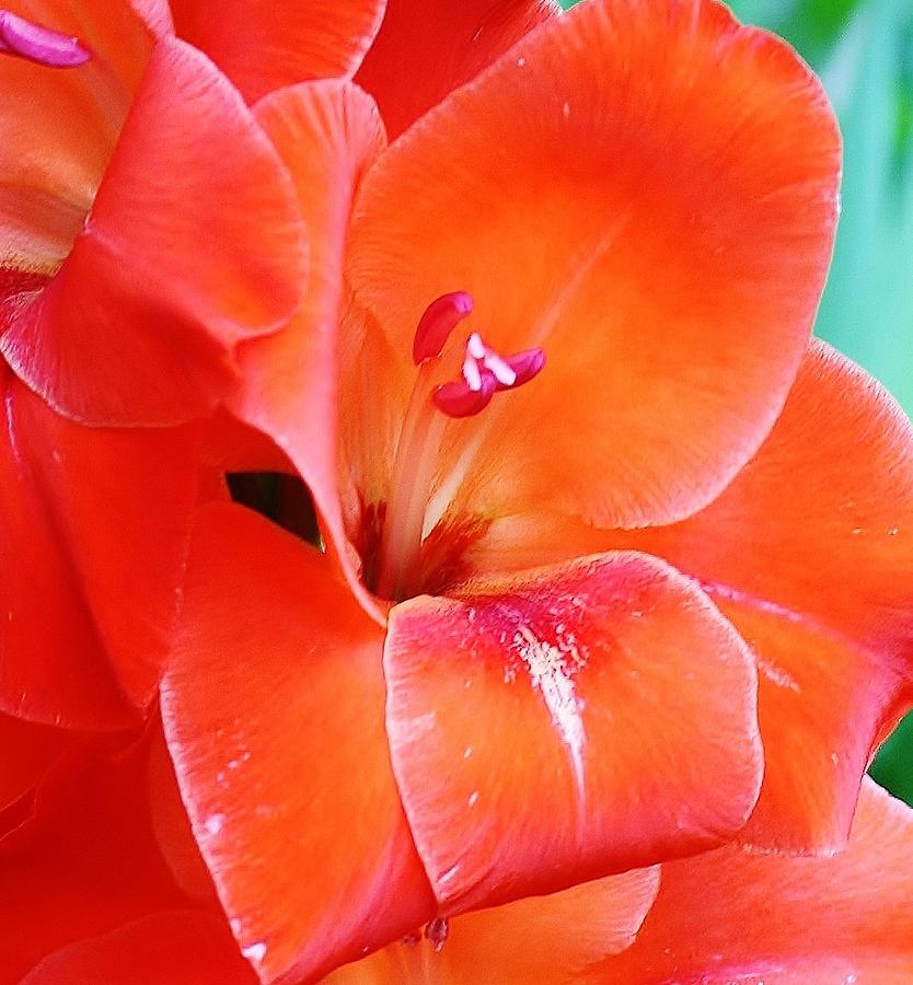 Orange Gladiola Photograph by Bruce Bley