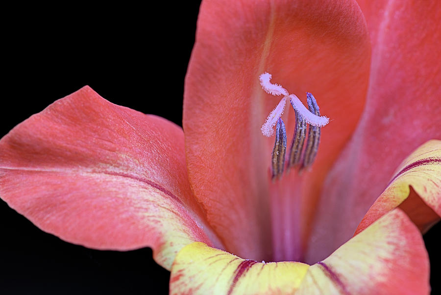 Gladiola Photograph - Orange Gladiola  by JC Findley