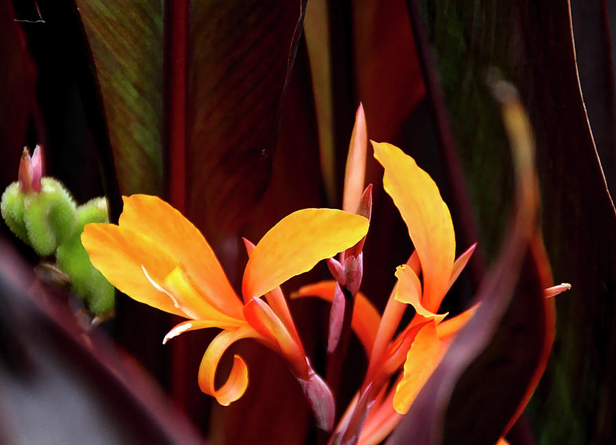 Orange Gladiolus 2 Photograph by Gene Parks