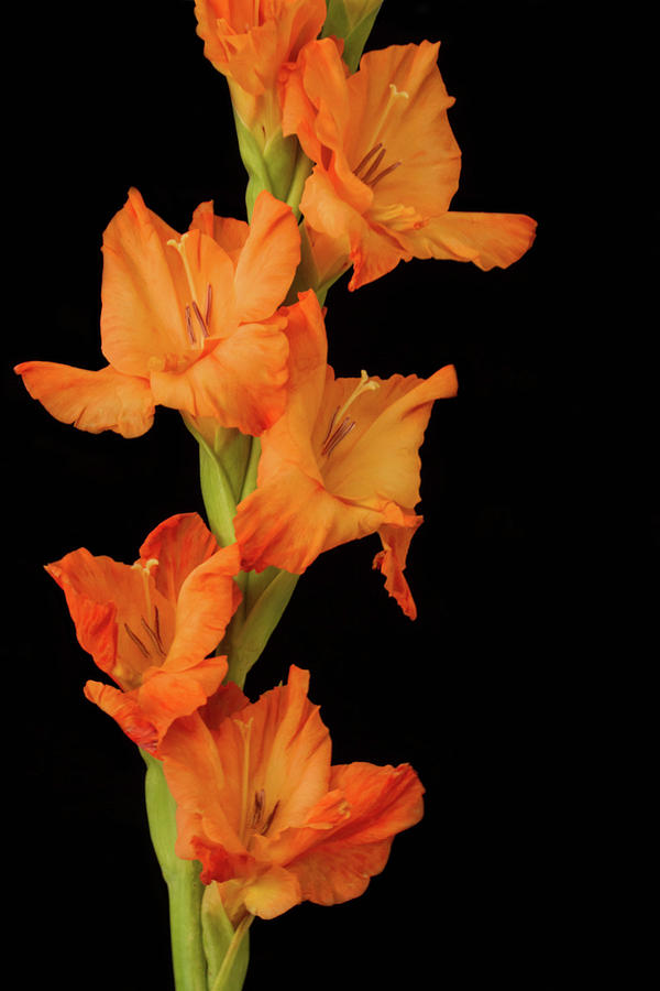 Orange Gladiolus Photograph by Cheryl Day