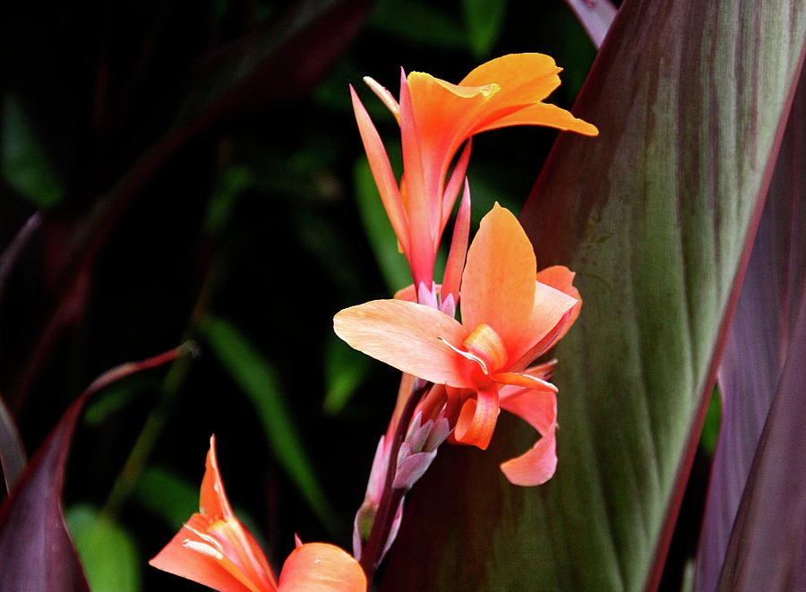 Orange Gladiolus Photograph by Gene Parks