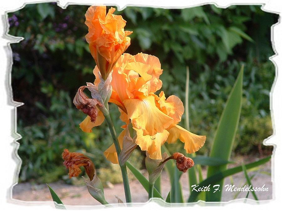 Flower Photograph - Orange Gladolas by Keith Mendelssohn
