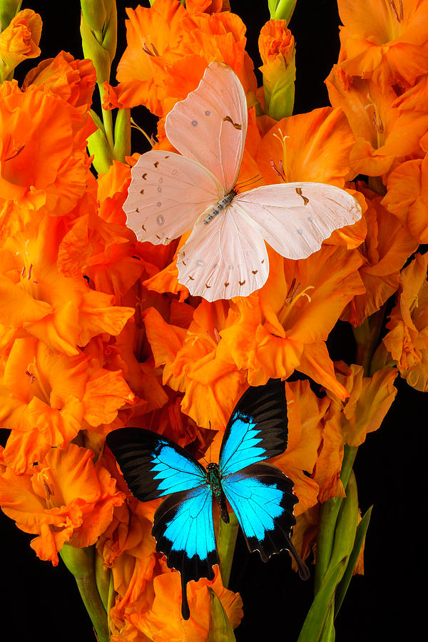 Orange Glads With Two Butterflies Photograph by Garry Gay