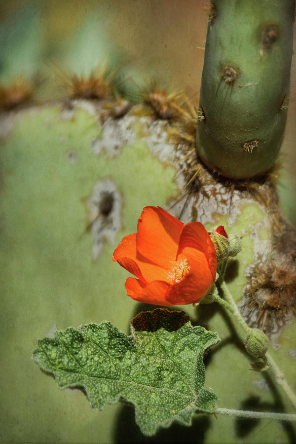 Orange Globemallow and Prickly Pear Photograph by Saija Lehtonen