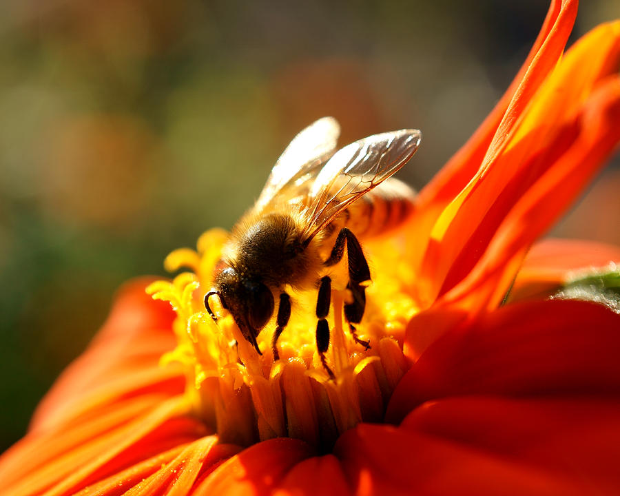 Orange Glow Bee Photograph by Roger Medbery - Fine Art America