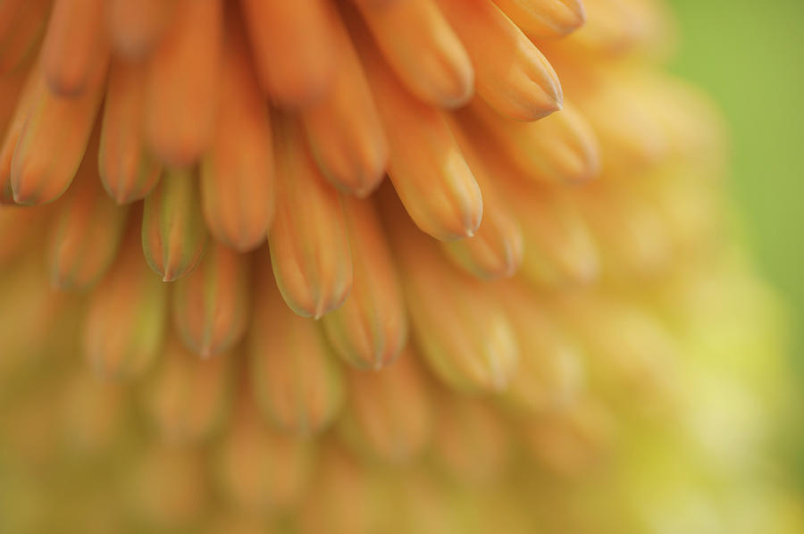 Orange Glow of Torch Lily 1 Photograph by Jenny Rainbow