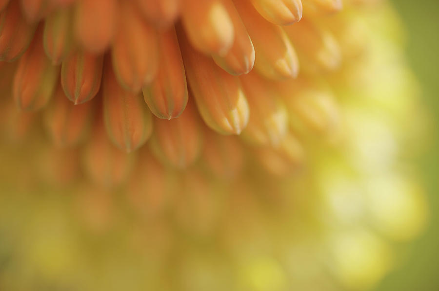 Nature Photograph - Orange Glow of Torch Lily by Jenny Rainbow