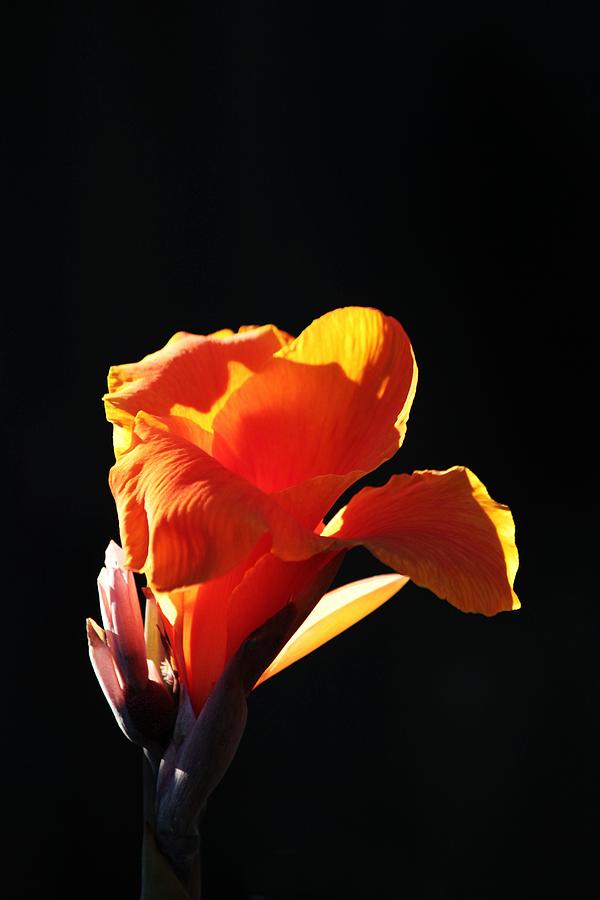 Flower Photograph - Orange Glow by Peggy Burley