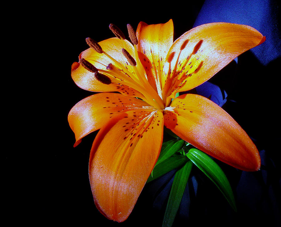 orange Glow Photograph by Robert Och
