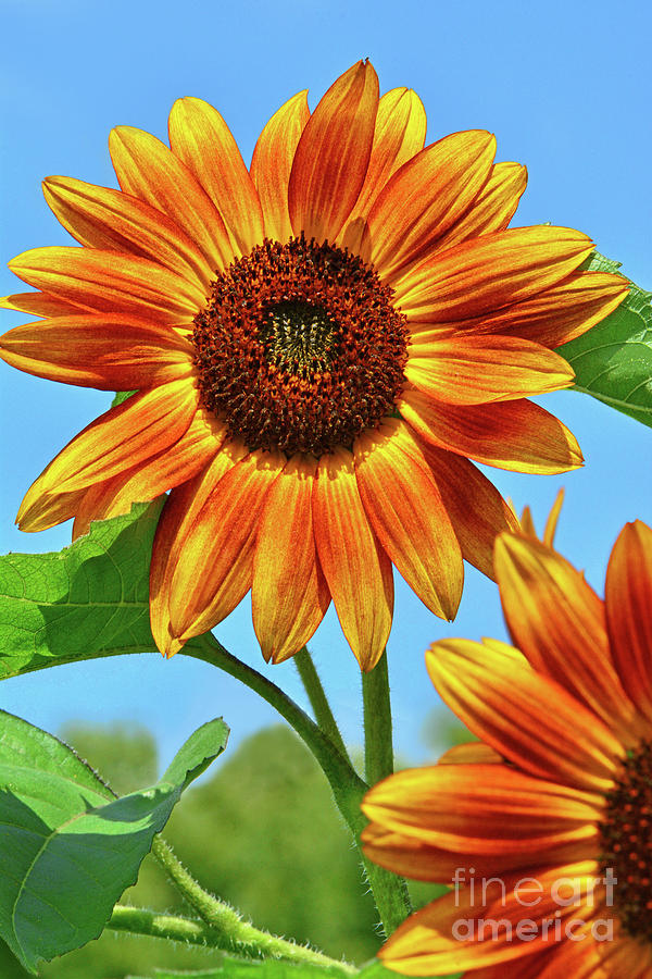 Orange-glow Sunflowers Photograph By Regina Geoghan - Fine Art America