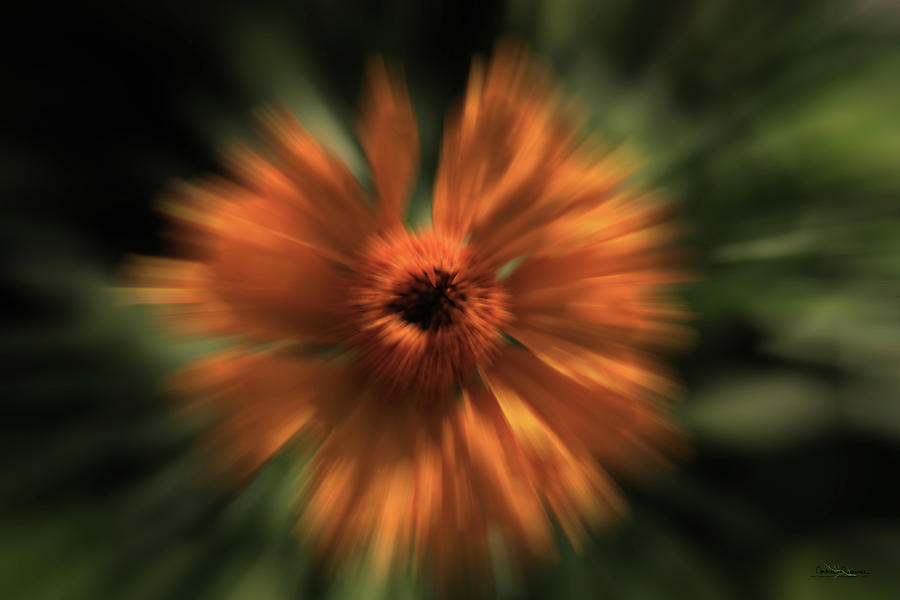 Orange Gold Blast Flower Digital Art by Andrea Lawrence