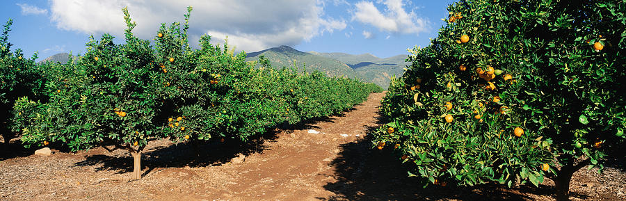 Orange Grove Photograph by Panoramic Images