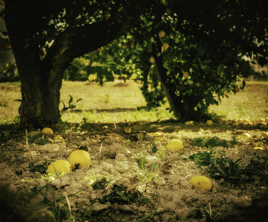 Orange grove Photograph by Peter Hayward Photographer - Fine Art America