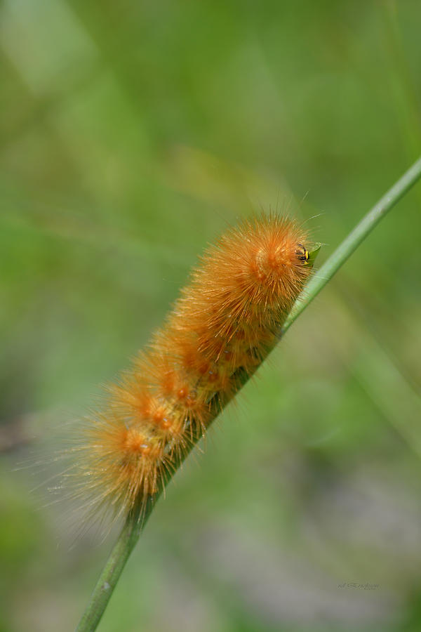 orange caterpillar
