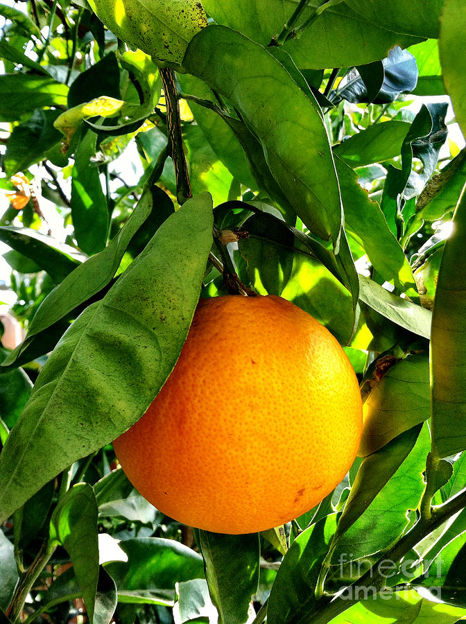 Orange Hanging From Tree Ready to Be Picked Photograph by Bryan Mullennix