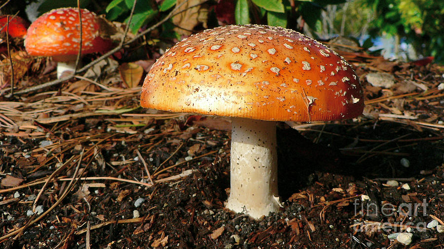 Mushroom Photograph - Orange Hat by Larry Keahey