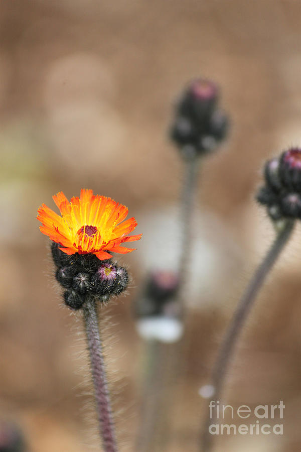 Spring Photograph - Orange Hawkweed by Carolyn Brown