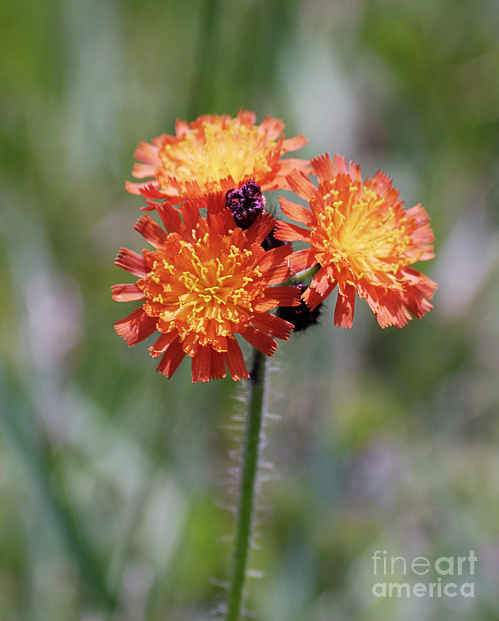 Orange Flowers Photograph - Orange Hawkweed by Randy Bodkins