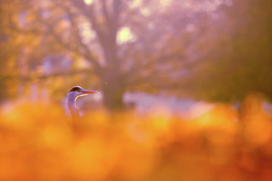 Egret Photograph - Orange Haze -Blue Heron in Autumn Scene by Roeselien Raimond