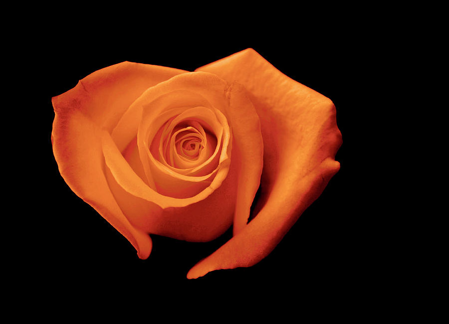 Nature Photograph - Orange Heart-Shaped Rose by Glennis Siverson