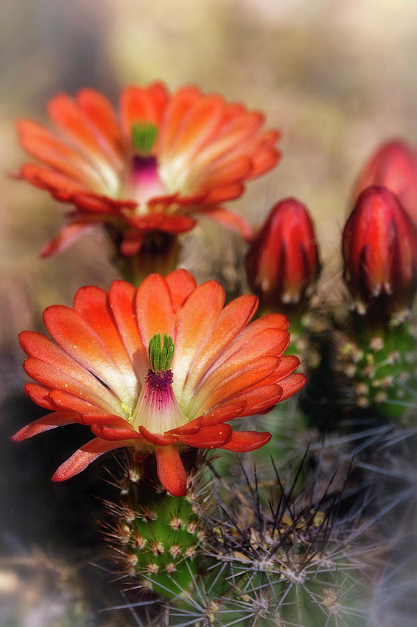 Orange Hedgehog Flowers  Photograph by Saija Lehtonen
