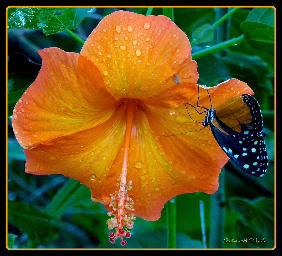 Orange Hibiscus Photograph by Barbara Zahno