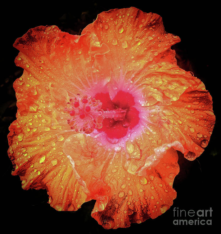 Orange Hibiscus Photograph by Barry Bohn