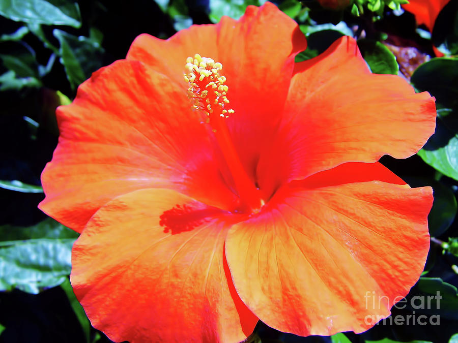 Orange Hibiscus Beauty Photograph by D Hackett