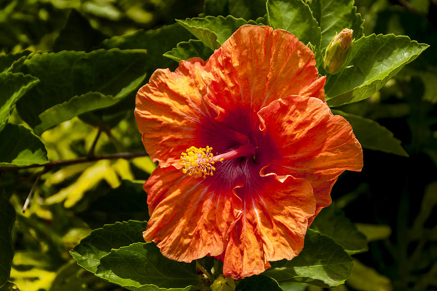 Orange Hibiscus Photograph by Brian Harig