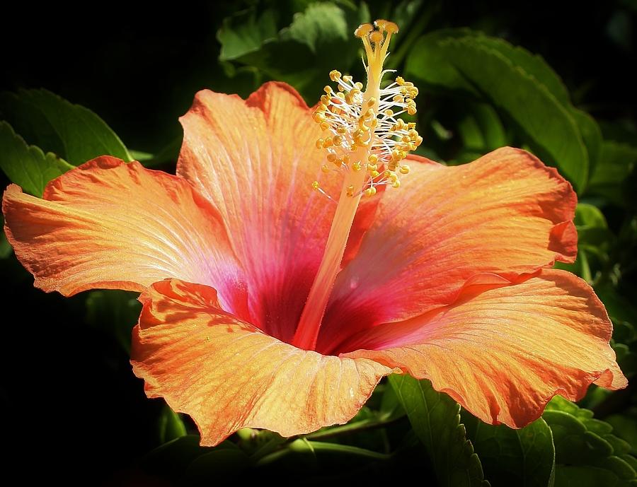 Nature Photograph - Orange Hibiscus by Bruce Bley