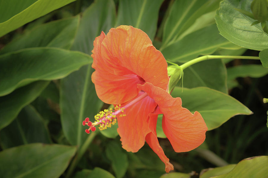 Orange Hibiscus Photograph by Carolyn Ricks