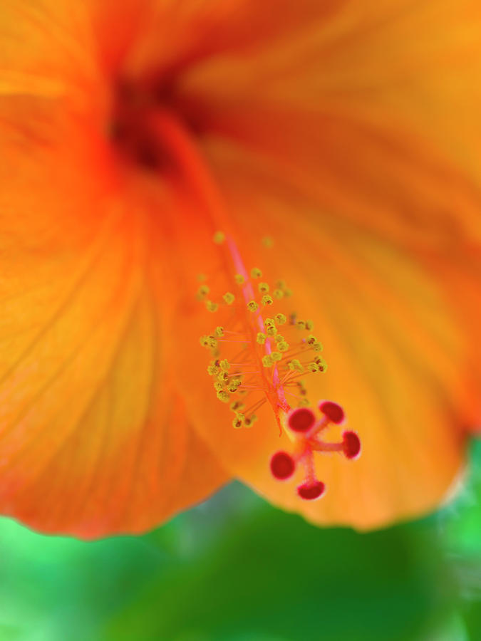 Nature Photograph - Orange Hibiscus by Christopher Johnson