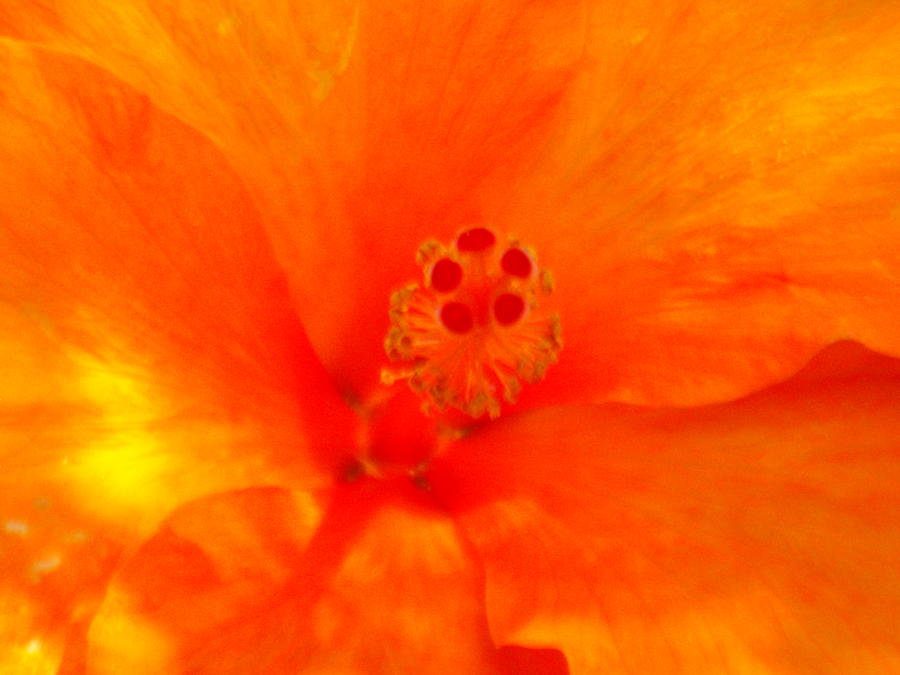 Orange Hibiscus Photograph by Emma Carter Brooks