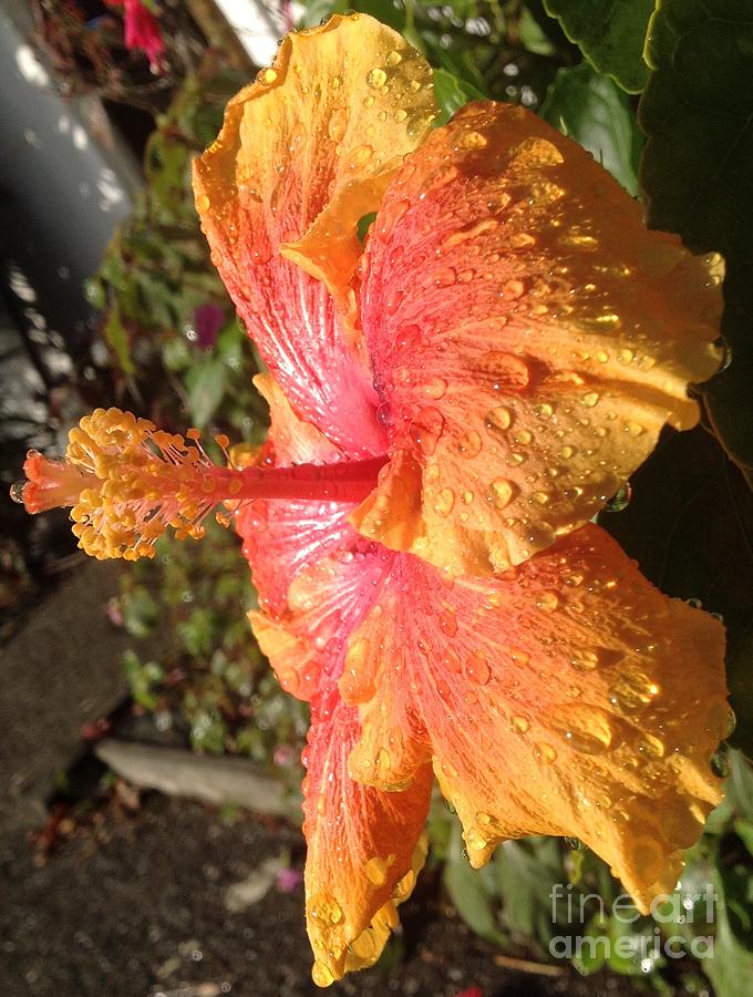 Orange Hibiscus Flower Photograph by By Divine Light