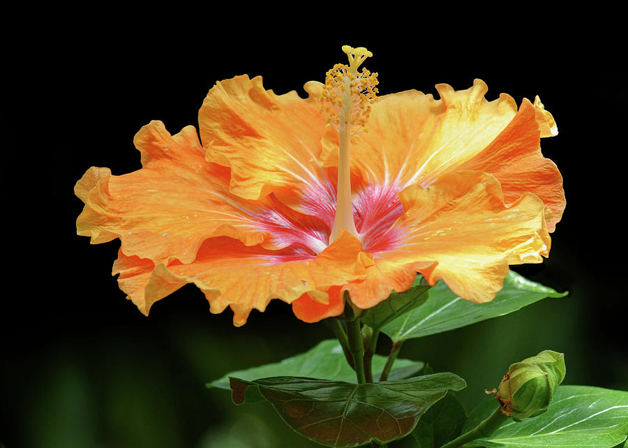 Orange Hibiscus - Flower Photograph by Nikolyn McDonald