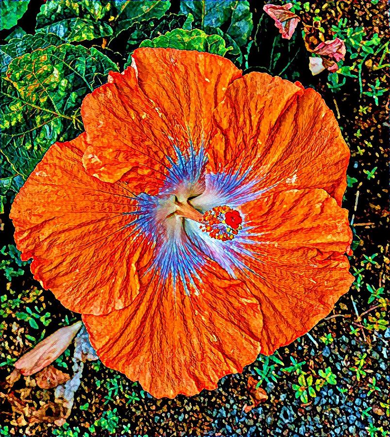 Orange Hibiscus for Ikiaka Photograph by Joalene Young