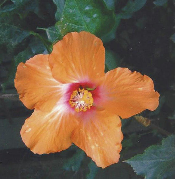 Orange Hibiscus Photograph by Jay Milo