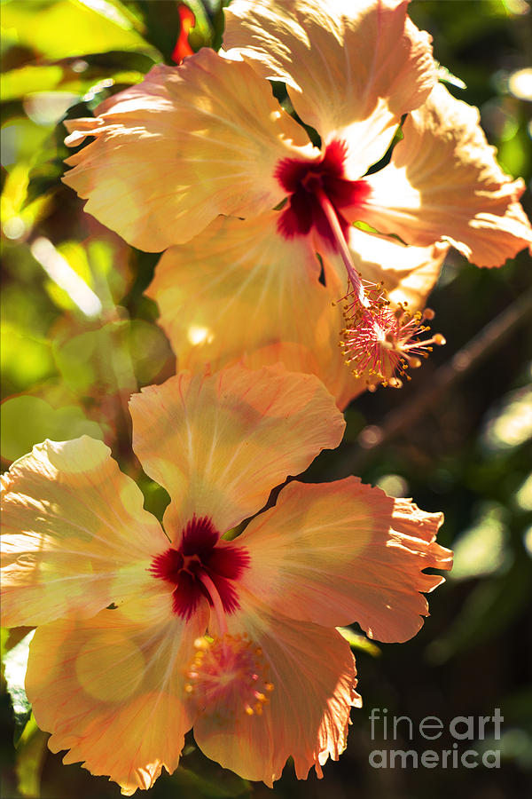 Orange Hibiscus Photograph by Karen Lewis