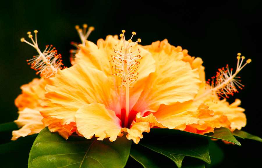 Orange Hibiscus Photograph by Rob Tullis