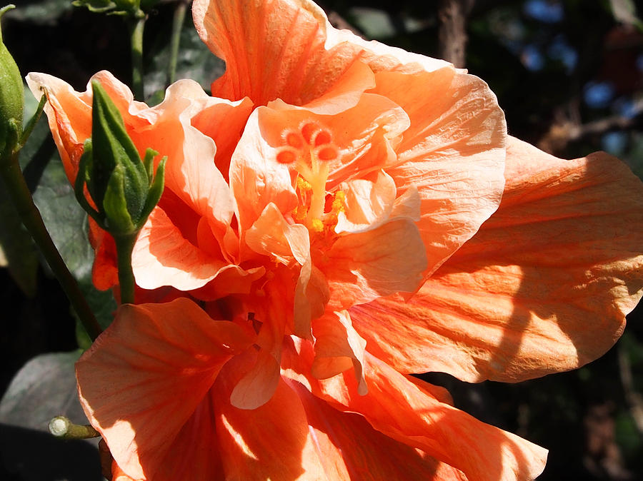 Garden Photograph - Orange Hibiscus-Ruffles by Karen Zuk Rosenblatt