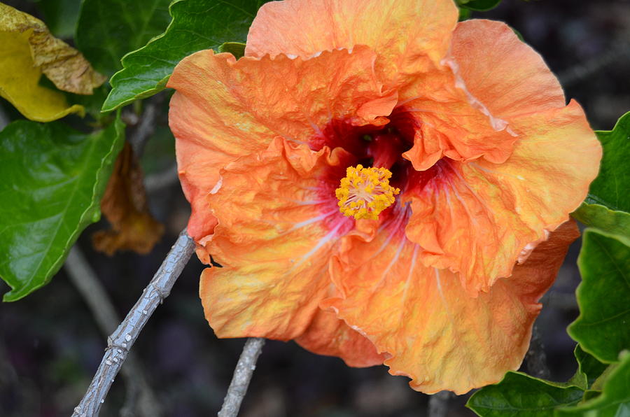 Orange Hibiscus with Ruffled Petals Photograph by Amy Fose