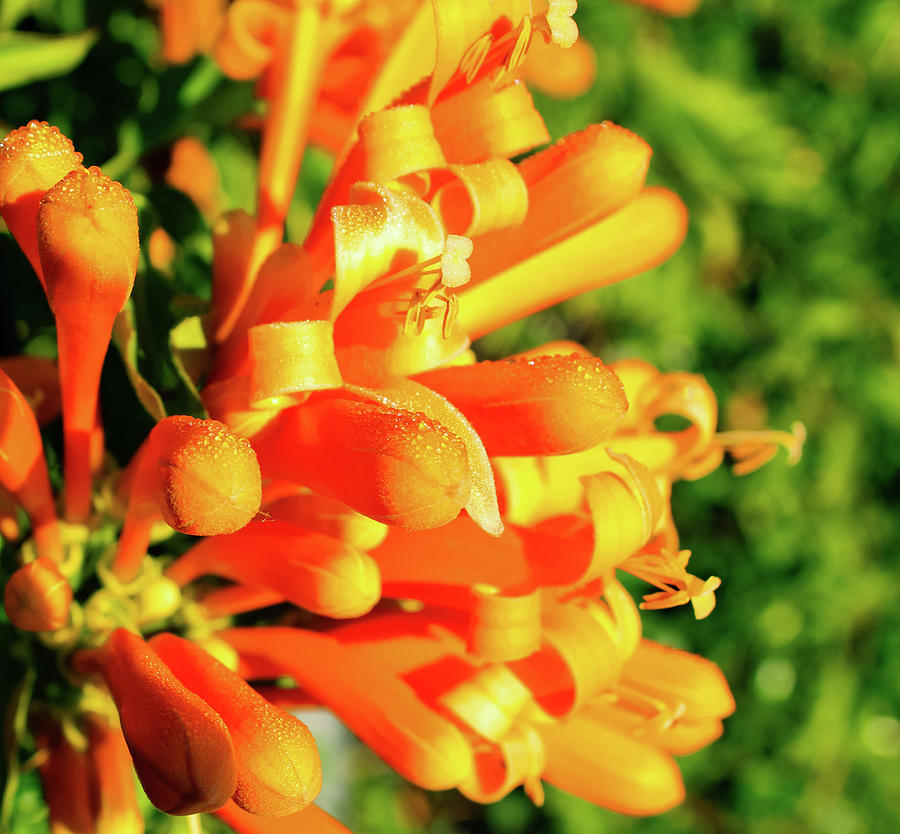 Orange Honeysuckle Photograph by Alison Frank