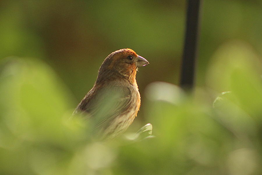 Orange House Finch in Lush Greens Photograph by Colleen Cornelius