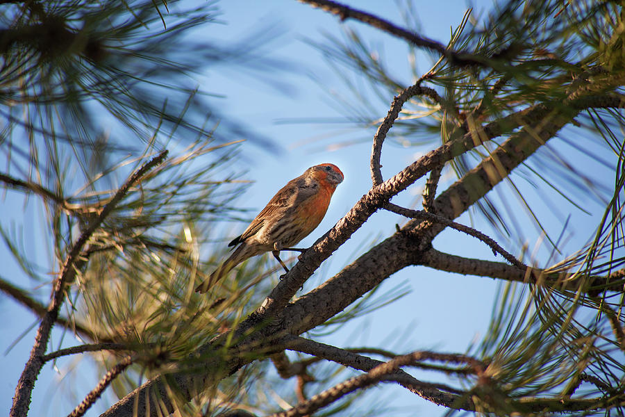 Orange House Finch Photograph by Marilyn Hunt
