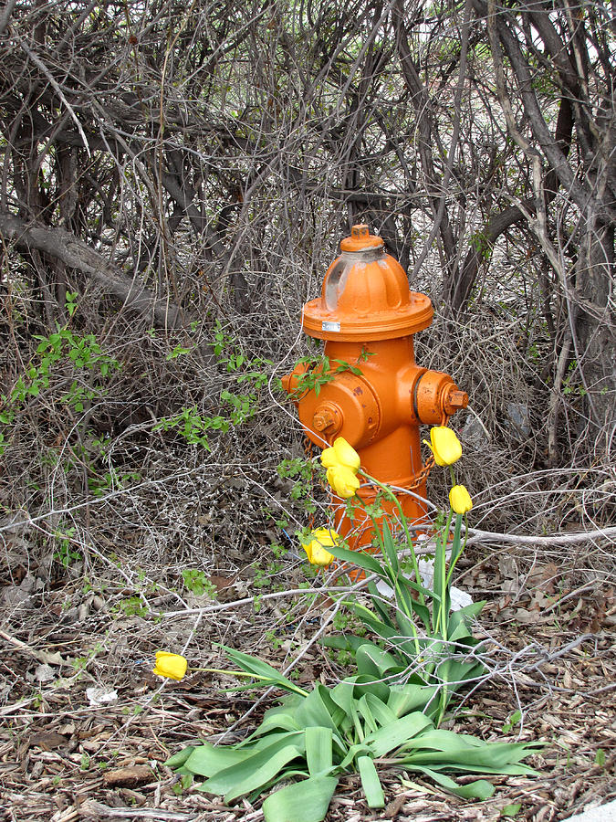 Orange Hydrant Photograph by George Jones