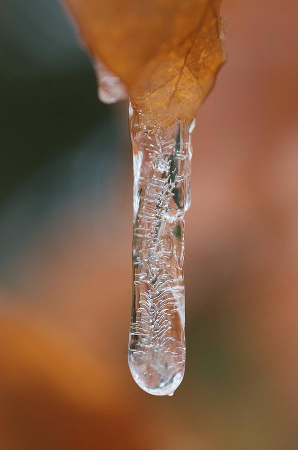Orange Ice Photograph by Greg Hayhoe