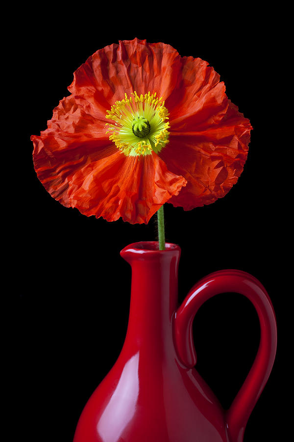 Orange Iceland Poppy in red pitcher Photograph by Garry Gay